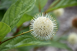 Fiber Optics Button Bush (Cephalanthus occidentalis 'Bailoptics') at Lakeshore Garden Centres