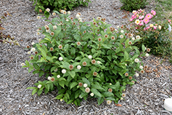 Fiber Optics Button Bush (Cephalanthus occidentalis 'Bailoptics') at Lakeshore Garden Centres