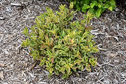 Rainbow Sensation Weigela (Weigela florida 'Kolmagira') at Peter Knippel Garden Centre