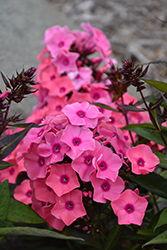 Coral Creme Drop Garden Phlox (Phlox paniculata 'Ditomdre') at Peter Knippel Garden Centre
