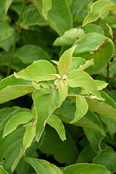 Cayenne Dogwood (Cornus amomum 'Cayenne') at Lakeshore Garden Centres