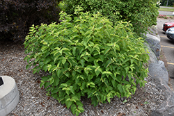 Cayenne Dogwood (Cornus amomum 'Cayenne') at Lakeshore Garden Centres