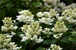 White Diamonds Hydrangea (Hydrangea paniculata 'HYPMAD I') at Lakeshore Garden Centres