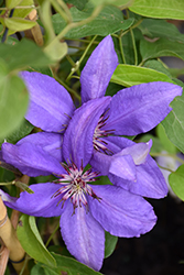 Boulevard Parisienne Clematis (Clematis 'Evipo019') at Lakeshore Garden Centres