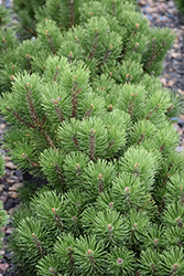 Honey Bun Mugo Pine (Pinus mugo 'Honey Bun') at Lakeshore Garden Centres