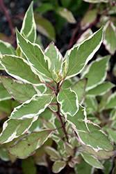 Strawberry Daiquiri Dogwood (Cornus alba 'Stdazam') at Lakeshore Garden Centres