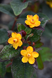 Magical Universe St. John's Wort (Hypericum x inodorum 'Kolmuni') at Lakeshore Garden Centres