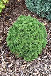 Winchester Dwarf Mugo Pine (Pinus mugo 'Winchester Dwarf') at Lakeshore Garden Centres