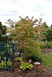North Wind Japanese Maple (Acer 'IsINW') at A Very Successful Garden Center