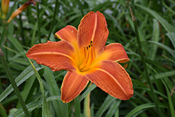 Orange Vols Daylily (Hemerocallis 'Orange Vols') at Lakeshore Garden Centres