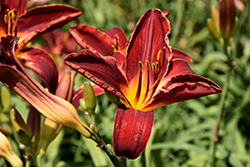 Baja Daylily (Hemerocallis 'Baja') at Lakeshore Garden Centres