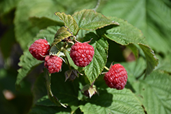 Autumn Britten Raspberry (Rubus 'Autumn Britten') at Lakeshore Garden Centres