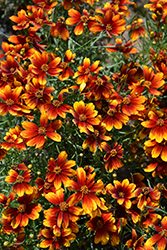 Lightning Bug Tickseed (Coreopsis 'Lightning Bug') at Lakeshore Garden Centres