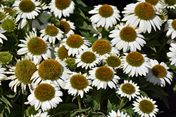 Sombrero Blanco Coneflower (Echinacea 'Balsomblanc') at Peter Knippel Garden Centre