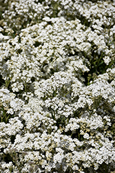 Festival Star Baby's Breath (Gypsophila paniculata 'Festival Star') at Peter Knippel Garden Centre