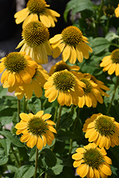 Leilani Coneflower (Echinacea 'Leilani') at Lakeshore Garden Centres