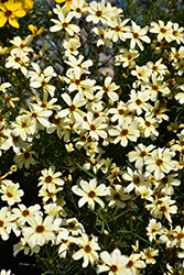 Buttermilk Tickseed (Coreopsis 'Buttermilk') at Lakeshore Garden Centres
