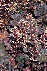 Creole Nights Coral Bells (Heuchera 'Creole Nights') at Lakeshore Garden Centres