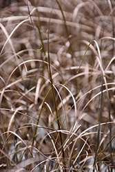 Cappuccino Hair Sedge (Carex tenuiculmis 'Cappuccino') at Lakeshore Garden Centres