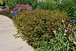 Purpleleaf Loosestrife (Lysimachia ciliata 'Purpurea') at Lakeshore Garden Centres
