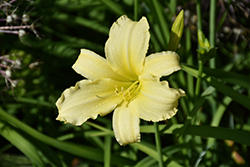 Butter Curls Daylily (Hemerocallis 'Butter Curls') at Lakeshore Garden Centres