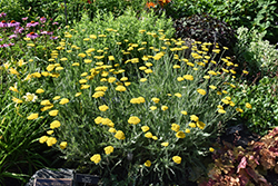 Altgold Yarrow (Achillea 'Altgold') at Lakeshore Garden Centres