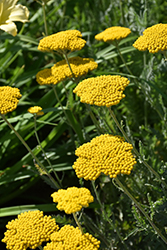 Altgold Yarrow (Achillea 'Altgold') at Lakeshore Garden Centres