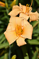 Happy Ever Appster Apricot Sparkles Daylily (Hemerocallis 'Apricot Sparkles') at Lakeshore Garden Centres