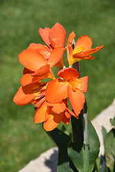 Orange Punch Canna (Canna 'Orange Punch') at Lakeshore Garden Centres