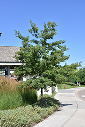 Majestic Skies Northern Pin Oak (Quercus ellipsoidalis 'Bailskies') at Lakeshore Garden Centres