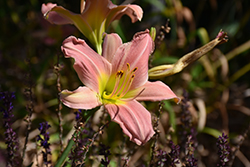 Bama Music Daylily (Hemerocallis 'Bama Music') at Lakeshore Garden Centres