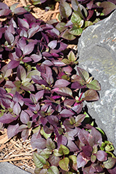 Plum Dandy Alternanthera (Alternanthera 'Plum Dandy') at Lakeshore Garden Centres