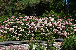 Invincibelle Spirit Smooth Hydrangea (Hydrangea arborescens 'NCHA1') at A Very Successful Garden Center