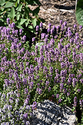 Oregano Thyme (Thymus vulgaris 'Oregano') at Lakeshore Garden Centres