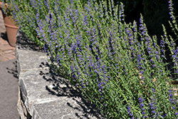 Dwarf Blue Hyssop (Hyssopus officinalis 'Nana') at Lakeshore Garden Centres