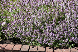 Common Thyme (Thymus vulgaris) at Mainescape Nursery