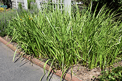 Sweet Flag (Acorus calamus) at Lakeshore Garden Centres