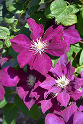 Monte Cassino Clematis (Clematis 'Monte Cassino') at Lakeshore Garden Centres