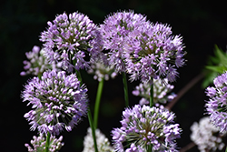 Mauve Garlic Chives (Allium tuberosum 'Mauve') at Lakeshore Garden Centres