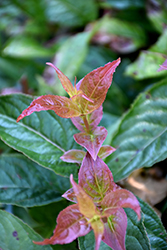 Polar Flare Honeysuckle (Diervilla lonicera 'Grepofl') at Lakeshore Garden Centres