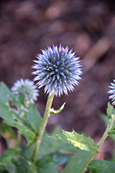 Taplow Blue Globe Thistle (Echinops bannaticus 'Taplow Blue') at Lakeshore Garden Centres
