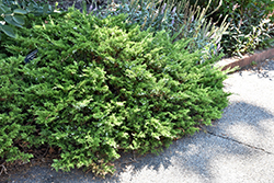Buffalo Juniper (Juniperus sabina 'Buffalo') at A Very Successful Garden Center