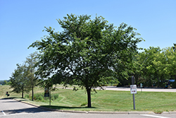 Cathedral Elm (Ulmus 'Cathedral') at The Mustard Seed