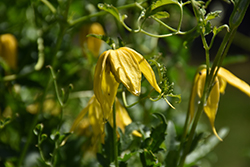 Helios Golden Clematis (Clematis tangutica 'Helios') at Lakeshore Garden Centres