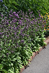 Hummelo Betony (Stachys monieri 'Hummelo') at Peter Knippel Garden Centre