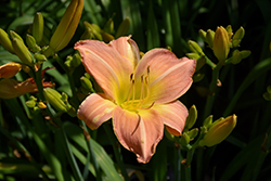 Green Glade Daylily (Hemerocallis 'Green Glade') at Lakeshore Garden Centres