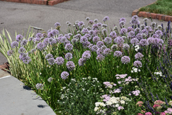 Lavender Globe Onion (Allium tanguticum) at Lakeshore Garden Centres