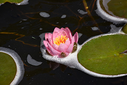 Pink Beauty Hardy Water Lily (Nymphaea 'Pink Beauty') at Lakeshore Garden Centres