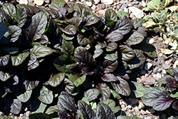 Gaiety Bugleweed (Ajuga reptans 'Gaiety') at Lakeshore Garden Centres