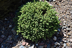 Hedgehog Dwarf White Spruce (Picea glauca 'Echiniformis') at Lakeshore Garden Centres